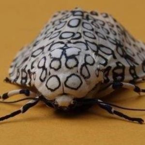 Meet your Posher, Richard